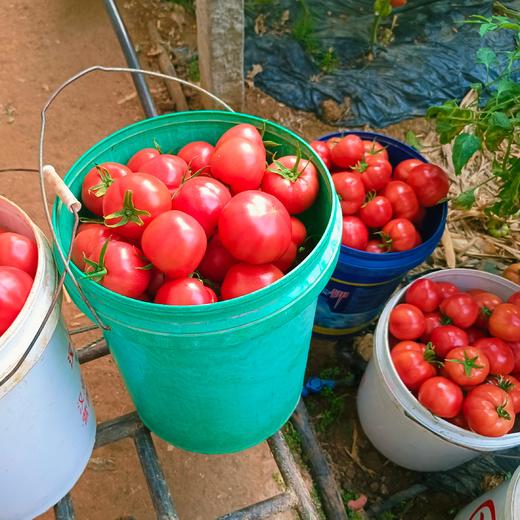 【普罗旺斯西红柿】果肉细沙厚实，一口飚汁，轻食减脂配餐，榨汁绝绝子，整个培育过程中保持不施化肥、🔥0膨大剂、0催红素，保证其最原始最纯真的样子自然生长 商品图1