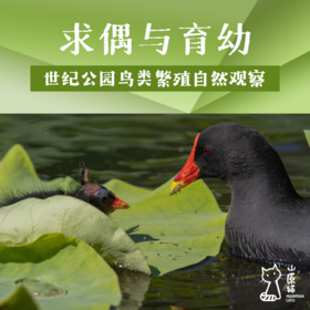 【山原猫PLUS×蔡司】「4月11日 周六上午」求偶与育幼·世纪公园鸟类繁殖自然观察