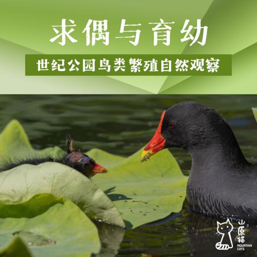 【山原猫PLUS×蔡司】「4月11日 周六上午」求偶与育幼·世纪公园鸟类繁殖自然观察 商品图0