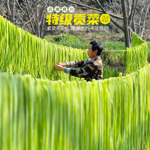 云南宾川特级贡菜 商品图1