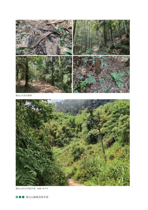 缙云山蜘蛛观察手册 商品图6