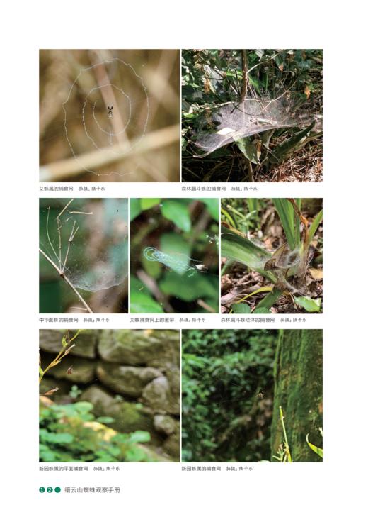 缙云山蜘蛛观察手册 商品图12