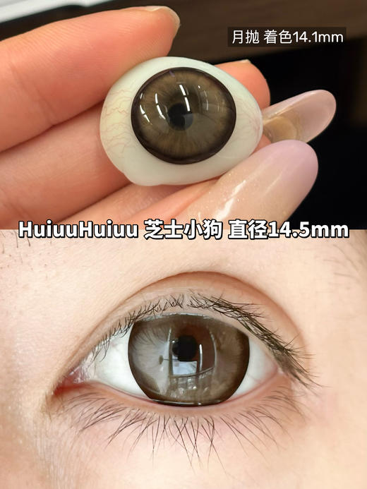 新品月抛大直径-Macycon-可爱比熊-萌萌贵宾-芝士小狗-14.5mm【月抛 0-800度 不含525/575】 商品图1