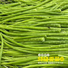云南宾川特级贡菜 商品缩略图4