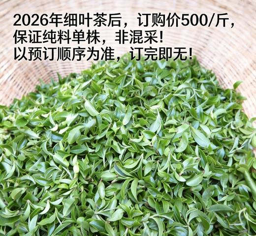 2026年头采【细叶茶后】易武顶奢茶标杆，倚邦古茶山500年以上古树独株，普洱玩家必入茶！500g/份 商品图0