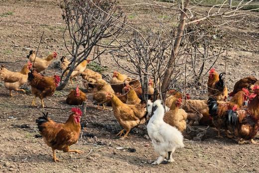 乌骨鸡 商品图4