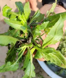 春天这5种野菜，比青菜鲜嫩，还有助控糖，特别适合糖友吃！错过等来年