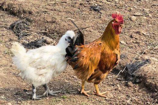 乌骨鸡 商品图3