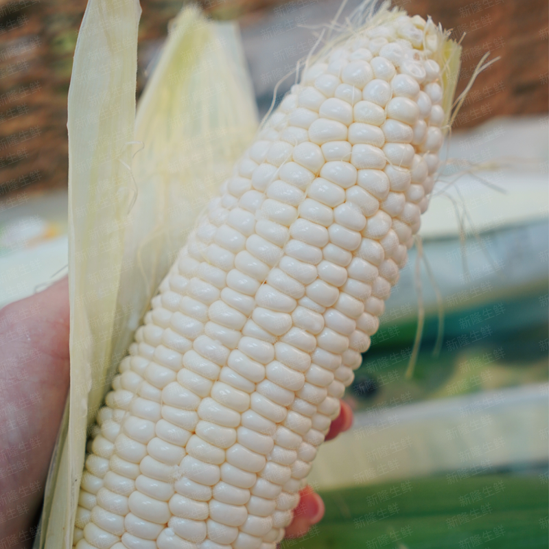 【顺丰发货】爆浆牛奶玉米 水果玉米 可以生吃的爆浆牛奶玉米 ，非转基因皮薄多汁 营养价值高 真空保鲜送达
