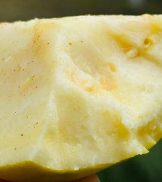 🌹盐芭®️树上熟奶油芭乐；来自海峡硒都、世界长寿乡的千亩果园🌲真正扎根海边盐碱地，观海听涛长大的芭乐😍软糯丝滑、入口即化、奶油口感～配着酸酶粉另一番风味~ 商品图3