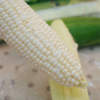 【顺丰发货】爆浆牛奶玉米 水果玉米 可以生吃的爆浆牛奶玉米 ，非转基因皮薄多汁 营养价值高 真空保鲜送达 商品缩略图3