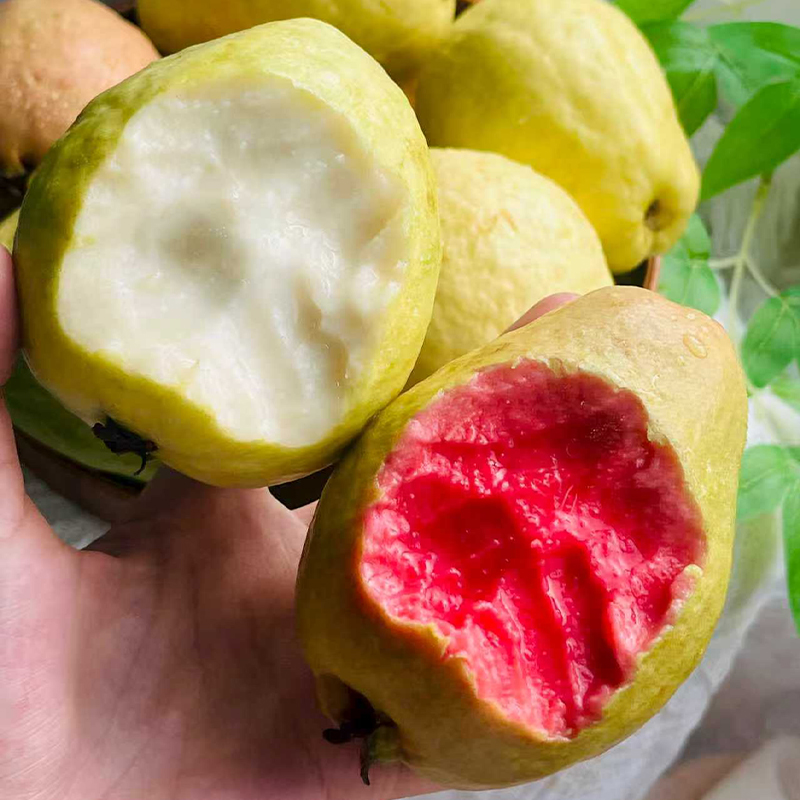 【潮汕双色芭乐】产自广东汕头，轻食界新宠，外皮清薄通透，脆软两吃，软糯温润