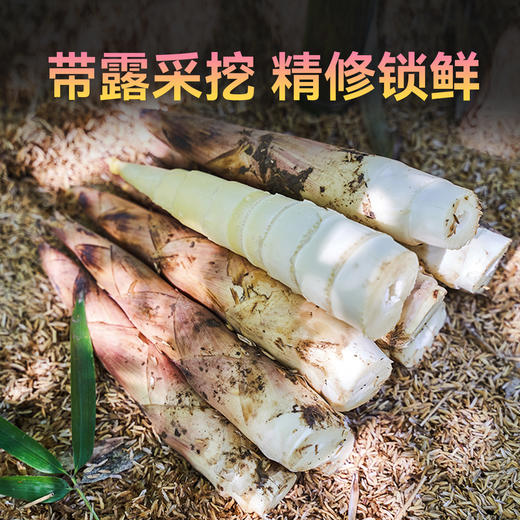 【产地京东直发】头茬天目山九狮村春笋 4斤 商品图1