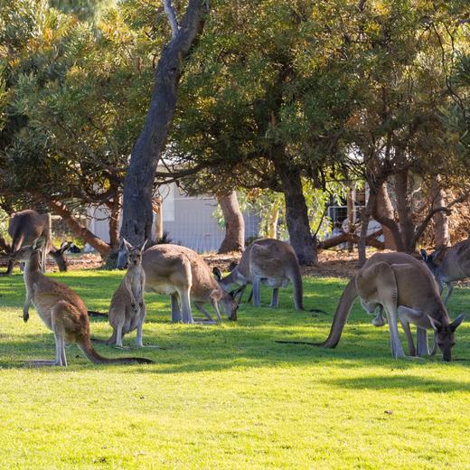 放空西澳，世界尽头城市里粉红色野性浪漫【不孤独】 9天8晚 商品图12
