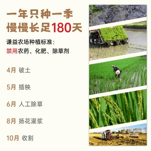 【2025年秋收】谦益香畴石板米1斤/5斤 牡丹江火山岩稻田 自然农耕 口感香甜软弹有回甘  冷饭不回生  宝宝爱吃饭 妈妈不操心 商品图2