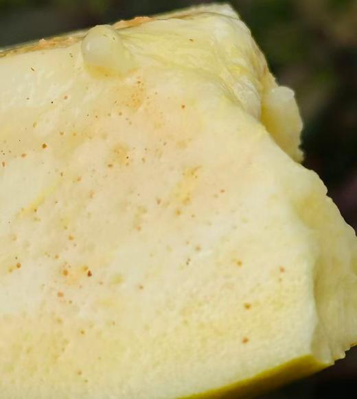 🌹盐芭®️树上熟奶油芭乐；来自海峡硒都、世界长寿乡的千亩果园🌲真正扎根海边盐碱地，观海听涛长大的芭乐😍软糯丝滑、入口即化、奶油口感～配着酸酶粉另一番风味~ 商品图2