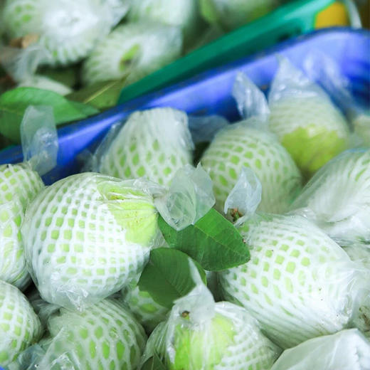 【广州名特优品】万顷沙红宝石番石榴 商品图4