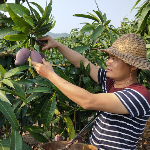 【会员17.5/斤】海南空运树熟贵妃芒芒果 商品图5