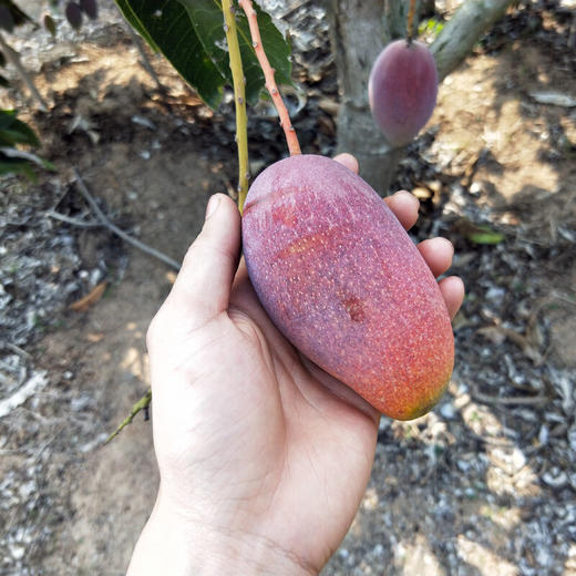 【会员17.5/斤】海南空运树熟贵妃芒芒果 商品图4