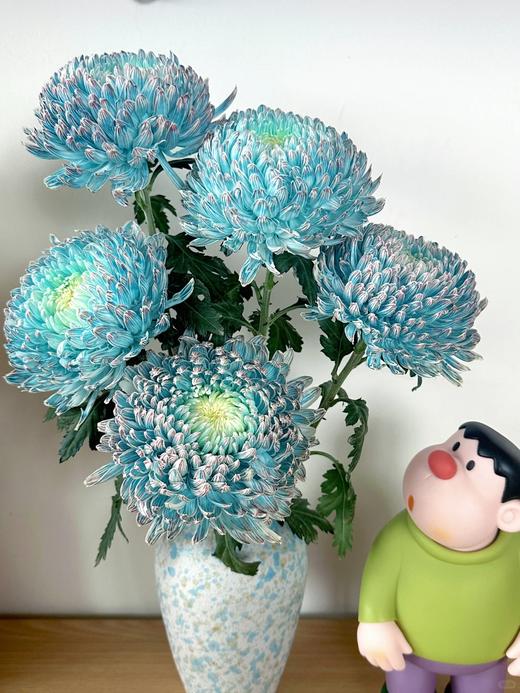 72小时顺丰云南发货【富贵牡丹菊】花头直径约7cm，花枝长60cm，花语：圆满、浓情、富贵！春季迎进牡丹菊，今年富贵盈盈~新年喜庆又好看⭕本来实发4支，为防止运输途中磕碰损伤，现改为实发5支⭕鲜花 商品图4