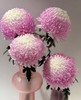 72小时顺丰云南发货【富贵牡丹菊】花头直径约7cm，花枝长60cm，花语：圆满、浓情、富贵！春季迎进牡丹菊，今年富贵盈盈~新年喜庆又好看⭕本来实发4支，为防止运输途中磕碰损伤，现改为实发5支⭕鲜花 商品缩略图8