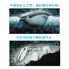 一只海龟的旅程（日本知名动物画家河崎俊一作品） 商品缩略图1