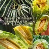 【山东博洋9号】包甜，头茬甜瓜，新鲜当季水果，香瓜蜜瓜羊角脆，产地直发 商品缩略图4