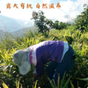 生态小黄姜 250g| 产地：云南楚雄，露天种植 商品缩略图4