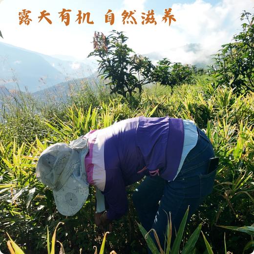 生态小黄姜 250g| 产地：云南楚雄，露天种植 商品图4