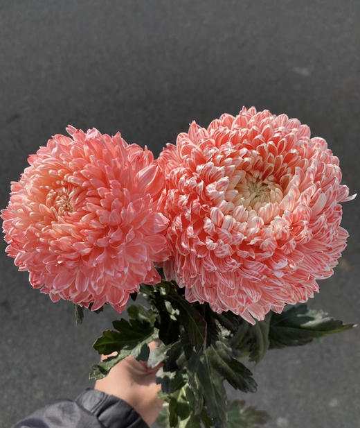 72小时顺丰云南发货【富贵牡丹菊】花头直径约7cm，花枝长60cm，花语：圆满、浓情、富贵！春季迎进牡丹菊，今年富贵盈盈~新年喜庆又好看⭕本来实发4支，为防止运输途中磕碰损伤，现改为实发5支⭕鲜花 商品图5
