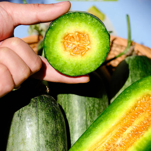 『山东羊角蜜瓜』博洋酥7号，酥脆香甜，肉瓤肥厚 商品图1