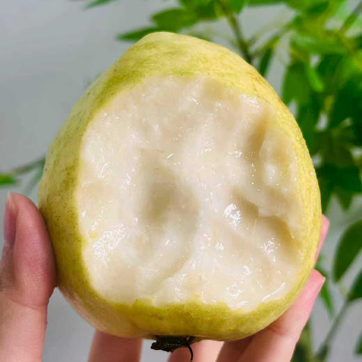 【潮汕双色芭乐】产自广东汕头，轻食界新宠，外皮清薄通透，脆软两吃，软糯温润 商品图1