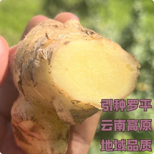 生态小黄姜 250g| 产地：云南楚雄，露天种植 商品图2