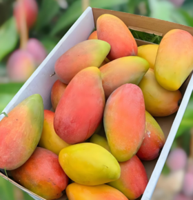 【会员17.5/斤】海南空运树熟贵妃芒芒果