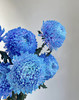 72小时顺丰云南发货【富贵牡丹菊】花头直径约7cm，花枝长60cm，花语：圆满、浓情、富贵！春季迎进牡丹菊，今年富贵盈盈~新年喜庆又好看⭕本来实发4支，为防止运输途中磕碰损伤，现改为实发5支⭕鲜花 商品缩略图1
