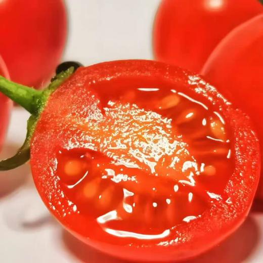 釜山88小番茄，正宗千禧玲珑圣女果，迷你樱桃番茄，超甜小西红柿小蕃茄 商品图3