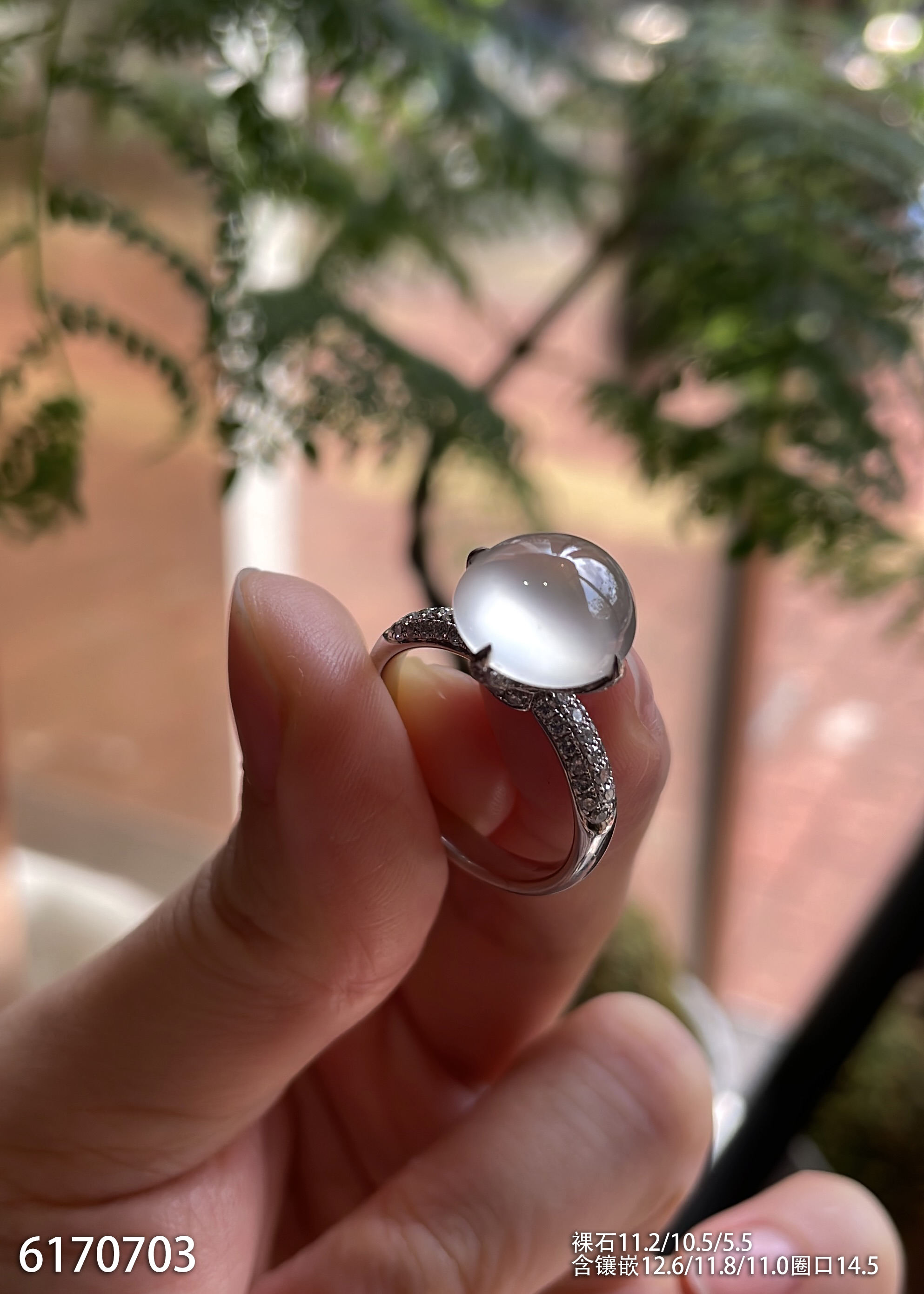 6170703，蛋面戒指。具体价格微信咨询