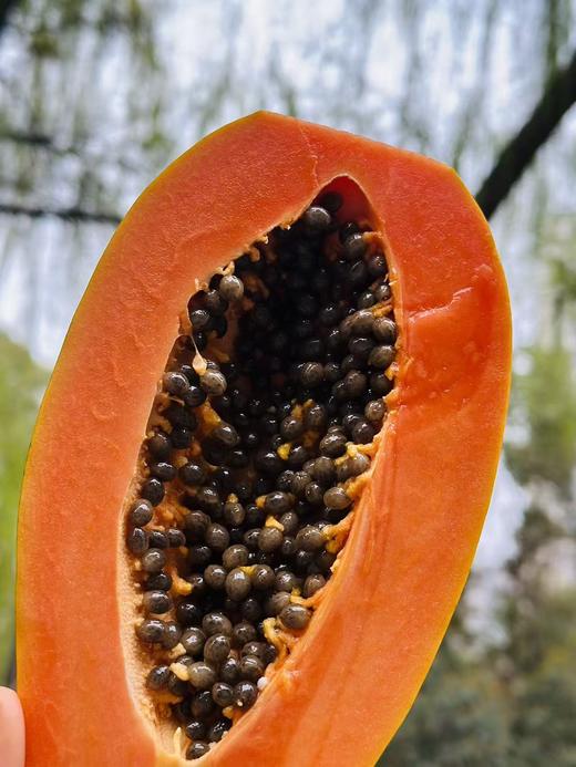 吃海树熟木瓜|比冰糖还甜的木瓜 自然熟的木瓜，拿到手上便能闻到一股浓郁果香红彤彤的果肉娇艳欲滴，滑嫩细腻绵密的口感中充满浓郁的牛奶香丝毫感觉不到纤维，入口即化满满都是汁水，沁人心脾~ 商品图3