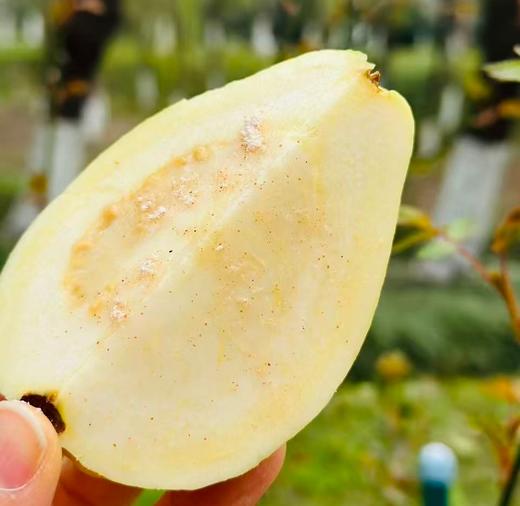 🌹盐芭®️树上熟奶油芭乐；来自海峡硒都、世界长寿乡的千亩果园🌲真正扎根海边盐碱地，观海听涛长大的芭乐😍软糯丝滑、入口即化、奶油口感～配着酸酶粉另一番风味~ 商品图1