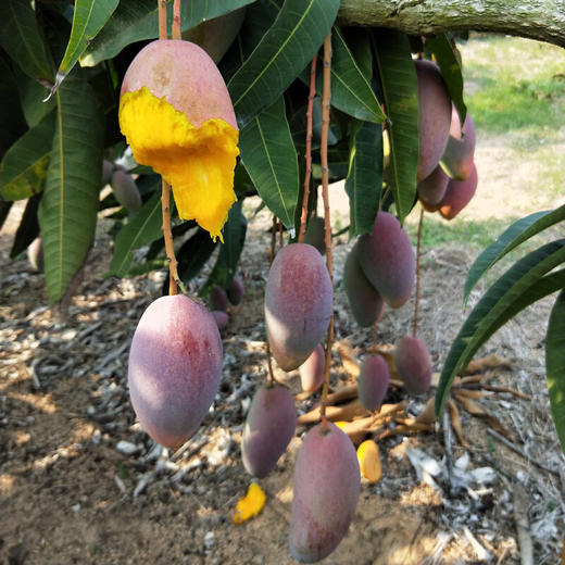 【会员17.5/斤】海南空运树熟贵妃芒芒果 商品图3