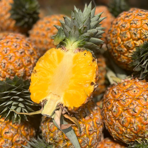 【海南芒果凤梨】产自低纬度地区—海南，个头厚实饱满，汁水成蜜，香甜不齁，皮薄少内刺，去皮后即可品尝鲜美的果肉 商品图0