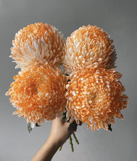 72小时顺丰云南发货【富贵牡丹菊】花头直径约7cm，花枝长60cm，花语：圆满、浓情、富贵！春季迎进牡丹菊，今年富贵盈盈~新年喜庆又好看⭕本来实发4支，为防止运输途中磕碰损伤，现改为实发5支⭕鲜花 商品图6