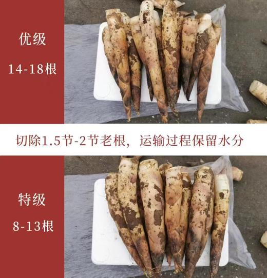 【产地京东直发】头茬天目山九狮村春笋 4斤 商品图8