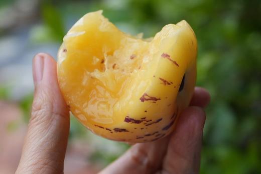 猫太推荐—被弟弟称为神仙果的人参果 商品图0