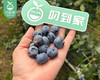 【到手3盒】云南怡颗莓蓝莓（中果14+）/1份（约125g*3盒） 商品缩略图4