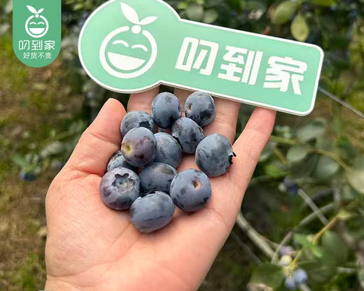 【到手3盒】云南怡颗莓蓝莓（中果14+）/1份（约125g*3盒） 商品图4