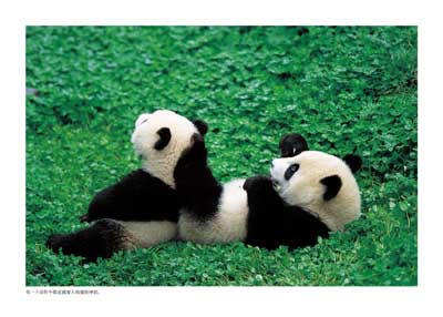 小豆系列：熊猫博士小豆豆 商品图2