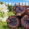 【蒙粮农老头】有机紫甜糯玉米 内蒙沙土地 只有够新鲜 才有玉米味 非速冻 非转基因 黑糯玉米 商品缩略图1