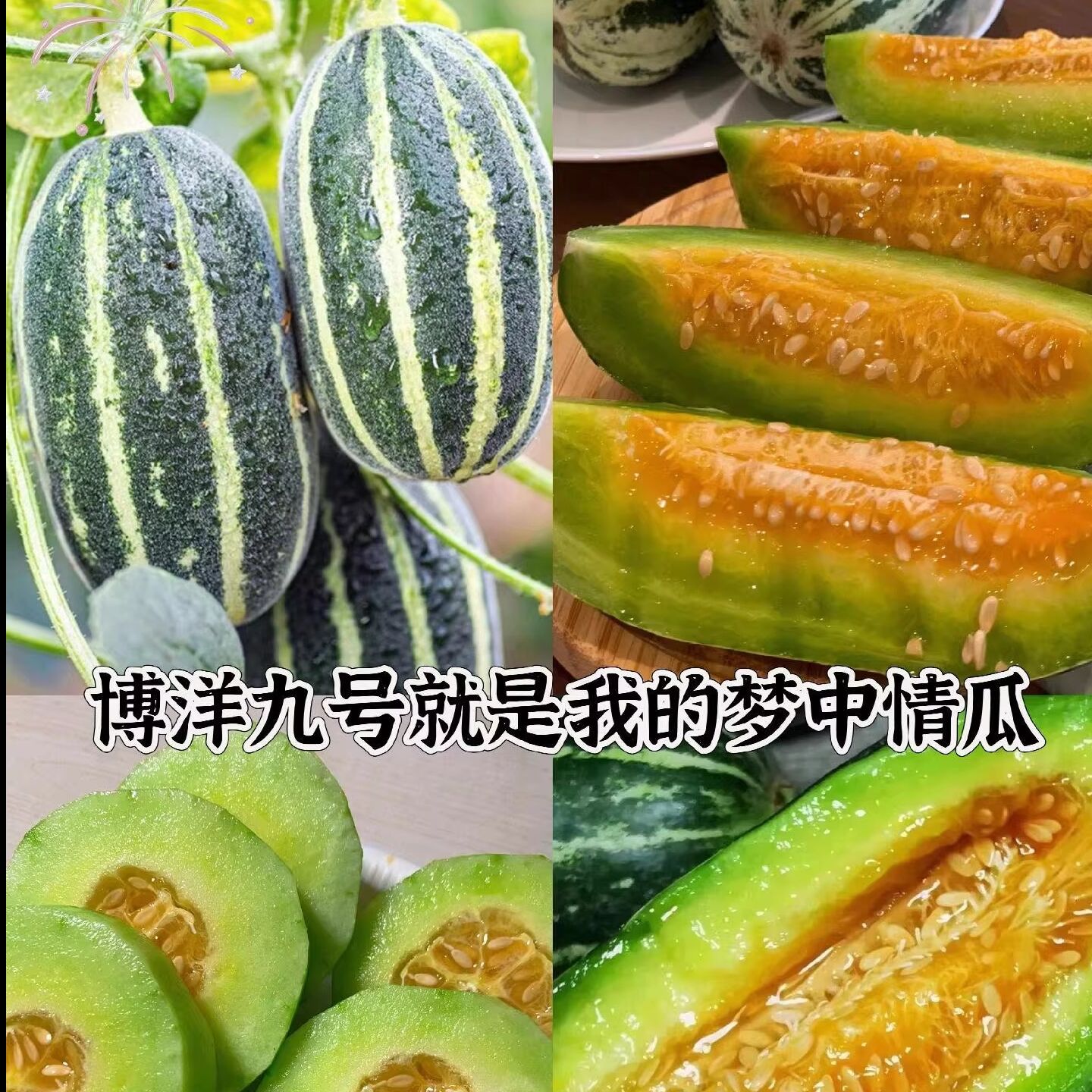 【山东博洋9号】包甜，头茬甜瓜，新鲜当季水果，香瓜蜜瓜羊角脆，产地直发