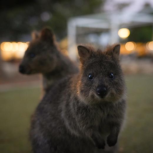 放空西澳，世界尽头城市里粉红色野性浪漫【不孤独】 9天8晚 商品图9
